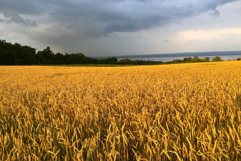 A field of wheat on Lakeview Organic Farm, owned by Klass and Mary-Howell Martens.